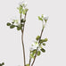 White Wax Flower Stem with Leaves 65cm