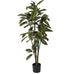 Magnolia Denudate Tree in Black Plastic Pot 125cm | Annie Mo's