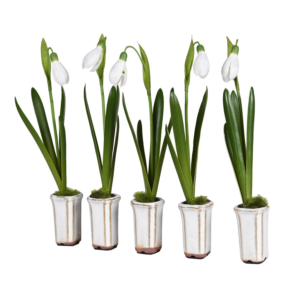 Set of Five Snowdrops in Ceramic Pot 12cm  Annie Mo's