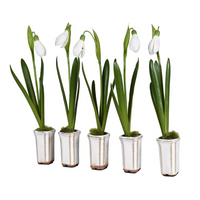 Set of Five Snowdrops in Ceramic Pot 12cm  Annie Mo's