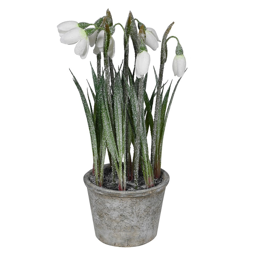 White Snowdrop Plant in Pot 27cm | Annie Mo's