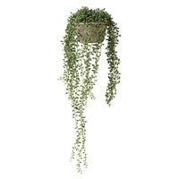 String of Pearl in Cement Pot 60cm | Annie Mo's