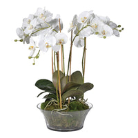 White Orchid Phalaenopsis Plants with Moss in Shallow Glass | Annie Mo's