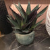 Green and Purple Spikey Aloe Vera in Cream Ribbed Clay Pot No need to worry about over  | Annie Mo's